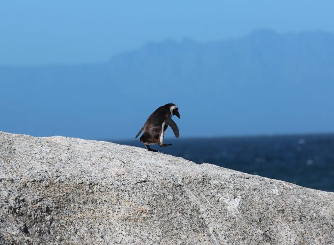 Wallpaper penguin, 5k, Animals 543706468